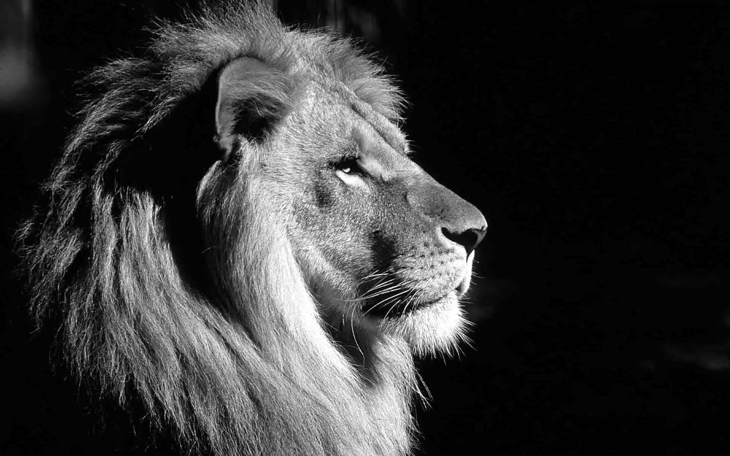 Lev a Tiger - kolekcia